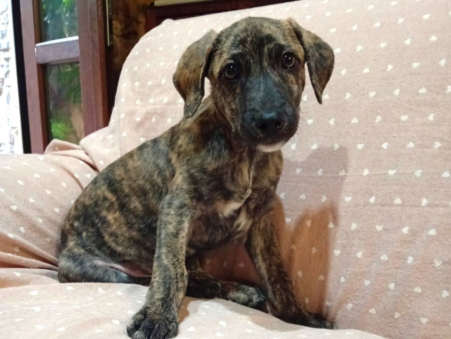 Adozione cane, maschio, Razza sconosciuta Razza sconosciuta, 3 mesi, taglia media contenuta, Sud