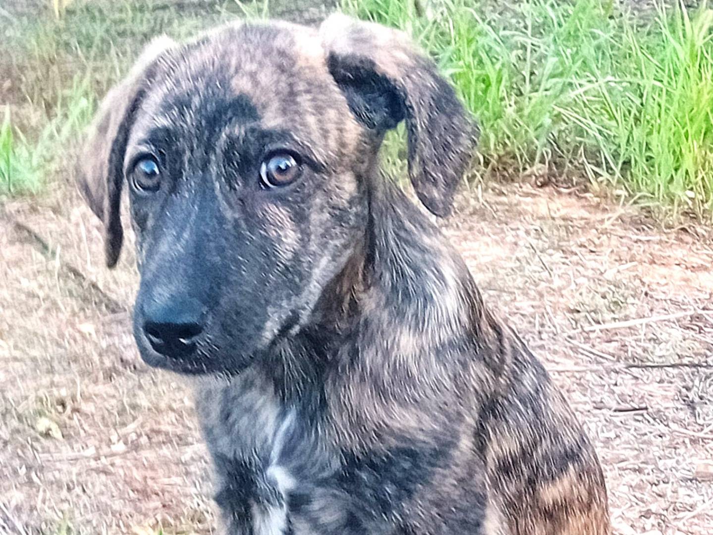Adotta un cane, maschio, 3 mesi, Sud
