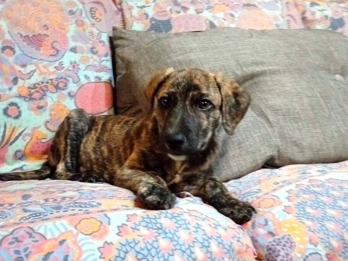 Adotta un cane, taglia media contenuta, maschio, Sud