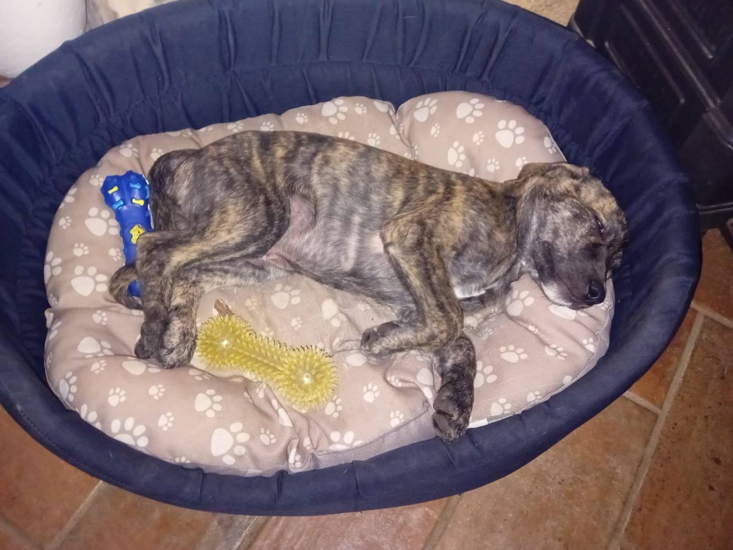 Adotta il cane Gastone a Sud