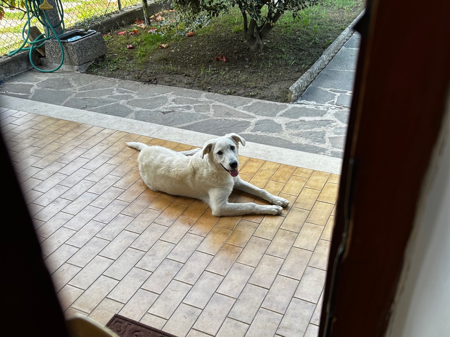 Adozione cane, maschio, Golden Retriever Labrador Retriever, 6 mesi, taglia media contenuta, Mantova