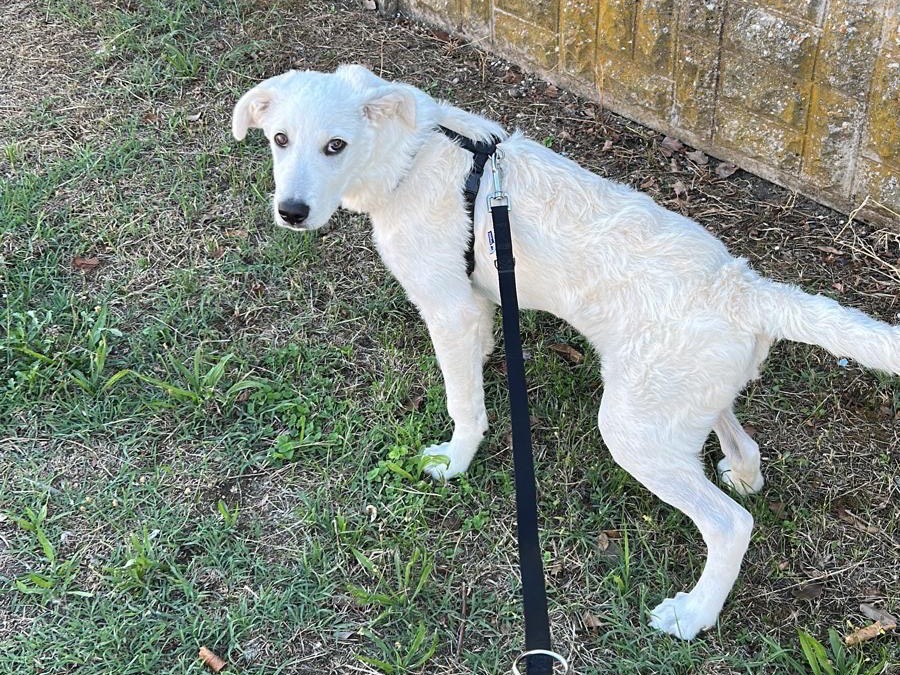 Adotta un cane, maschio, 6 mesi, Mantova