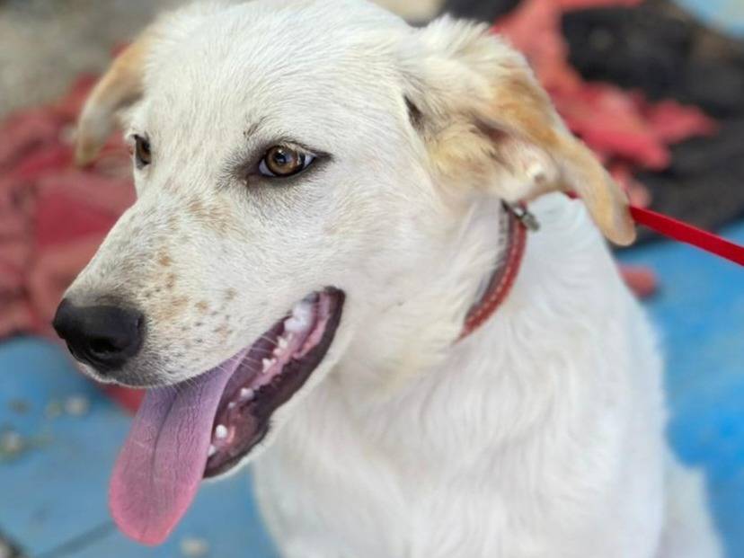 Vuoi adottare un cane a Palermo?