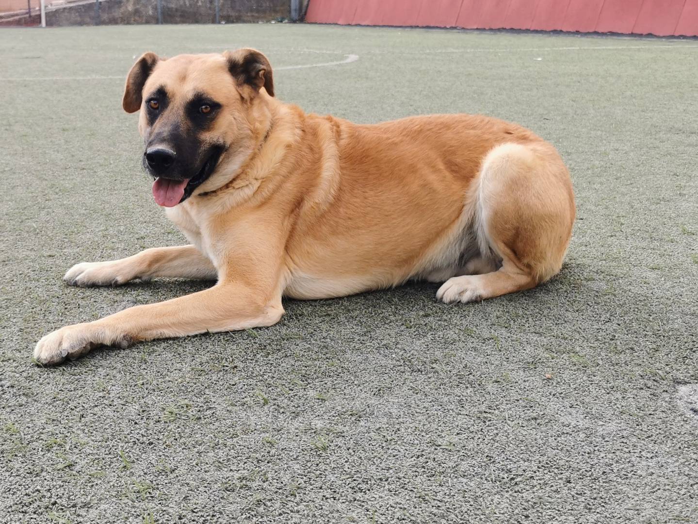 Adozione cane, maschio, Razza sconosciuta Razza sconosciuta, 2 anni e 2 mesi, taglia grande, Palermo
