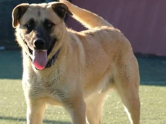 Adotta un cane, maschio, 2 anni e 2 mesi, Palermo