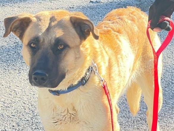 Adotta un cane, taglia grande, maschio, Palermo