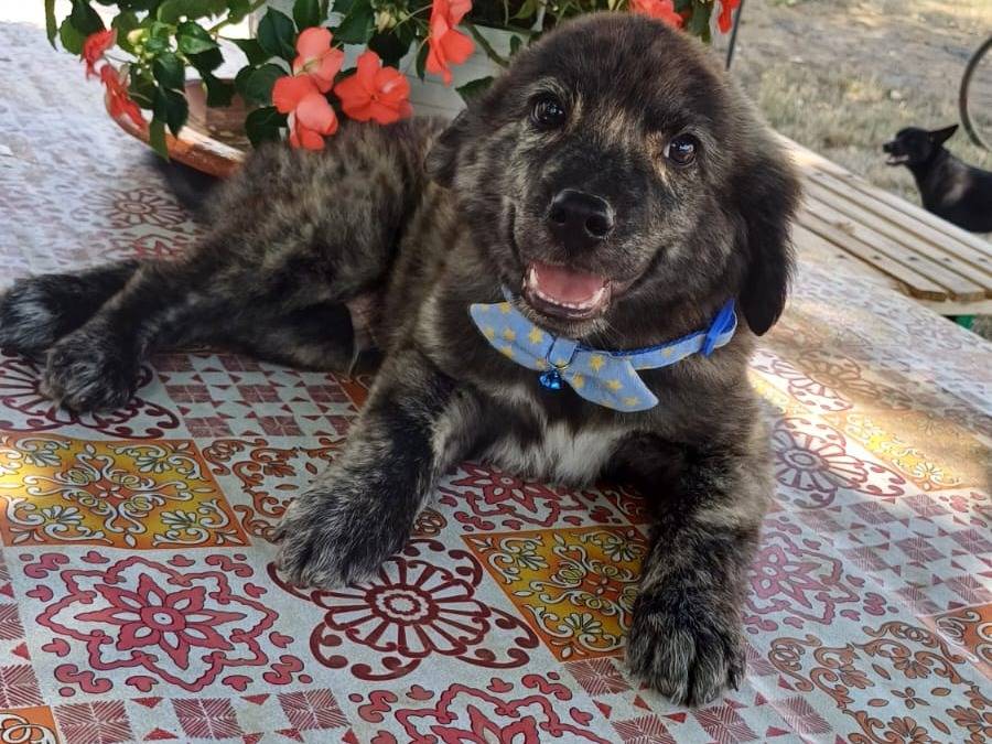 Adozione cane, maschio, Razza sconosciuta Razza sconosciuta, 4 mesi, taglia grande, Salerno