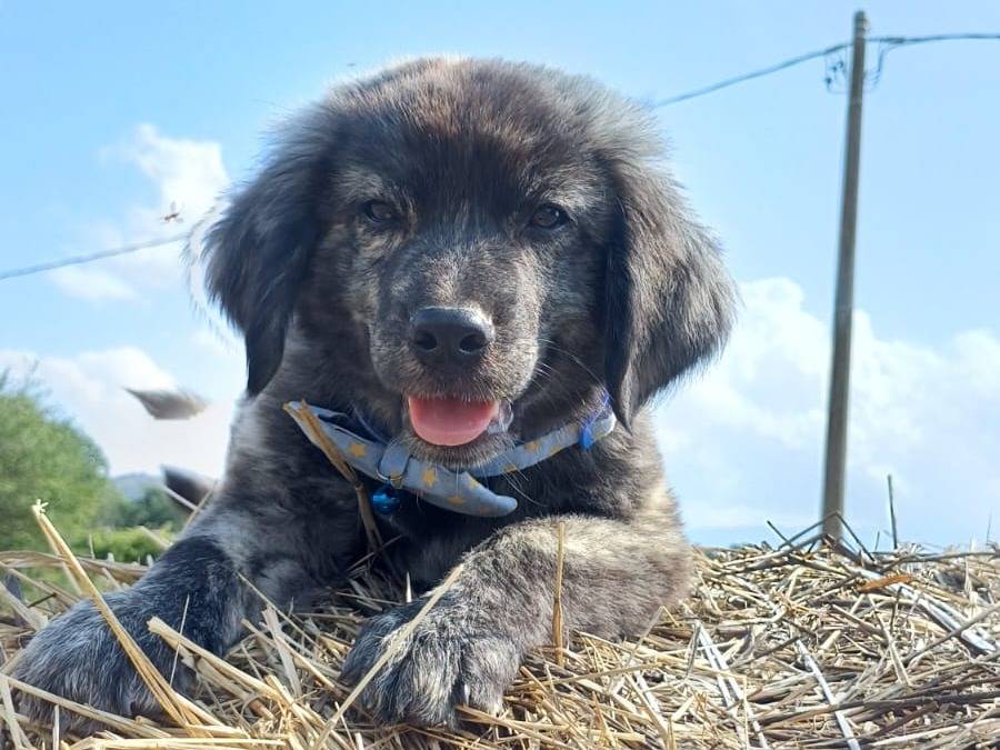 Adotta un cane, maschio, 4 mesi, Salerno