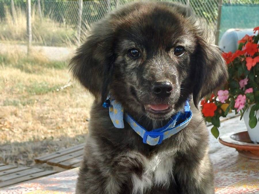 Adotta un cane, taglia grande, maschio, Salerno