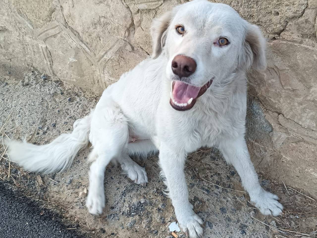 Adozione cane, femmina, Razza sconosciuta Razza sconosciuta, 1 anno e 4 mesi, taglia media contenuta, Catania