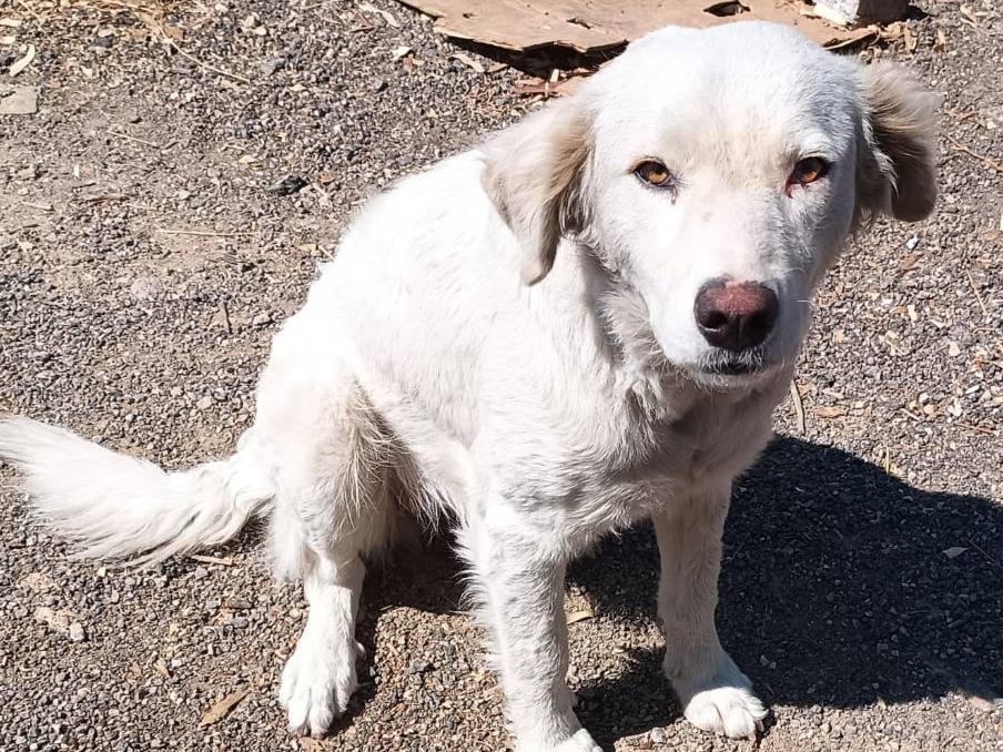 Adotta un cane, femmina, 1 anno e 4 mesi, Catania