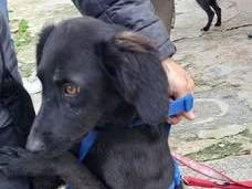 Adotta il cane PLUTO a Caserta