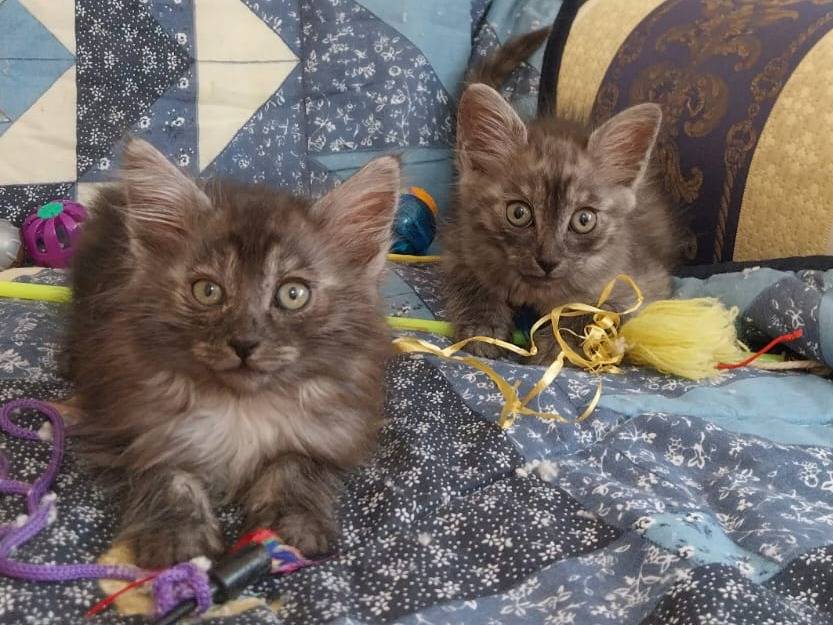 Adozione gatto, maschio, Razza sconosciuta Razza sconosciuta, 3 mesi, taglia non valida, Viterbo