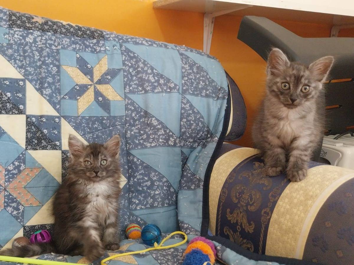 Adotta un gatto, maschio, 3 mesi, Viterbo