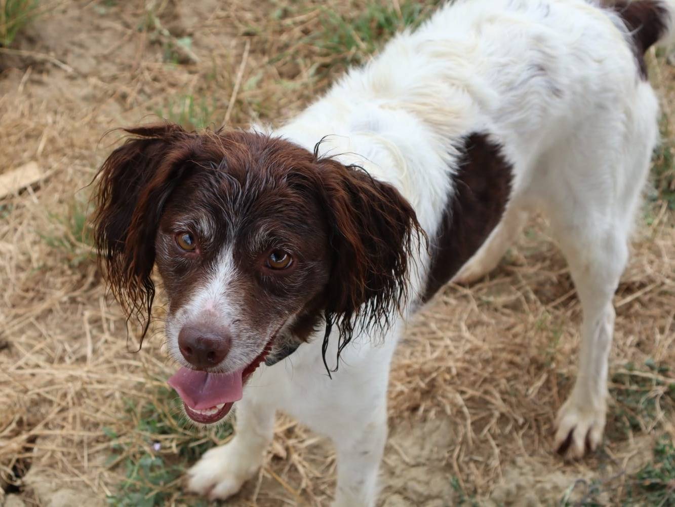 Adozione cane, femmina, Breton Razza sconosciuta, 4 anni e 4 mesi, taglia media contenuta, Pisa