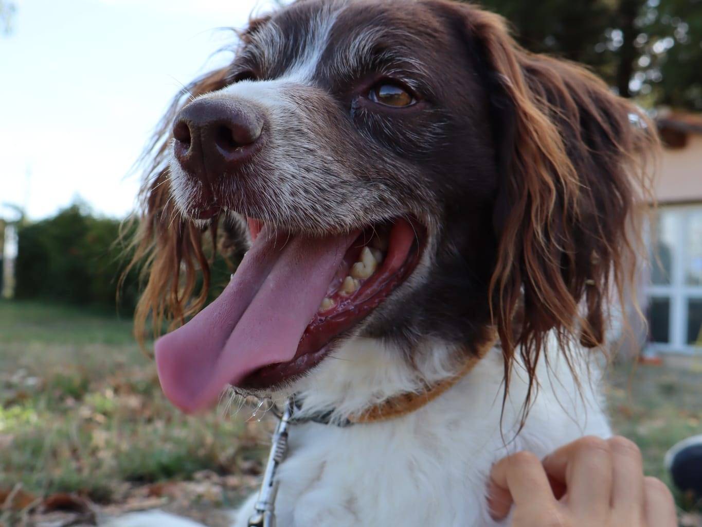 Adotta un cane, taglia media contenuta, femmina, Pisa