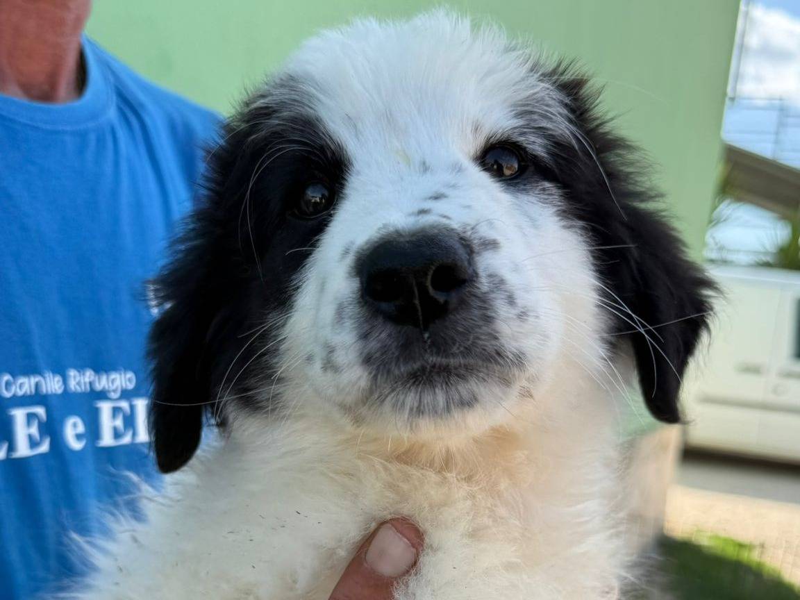Adozione cane, femmina, Razza sconosciuta Razza sconosciuta, 3 mesi, taglia media, Matera