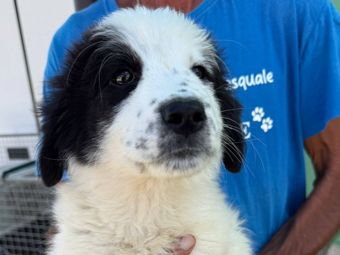 Adotta un cane, taglia media, femmina, Matera