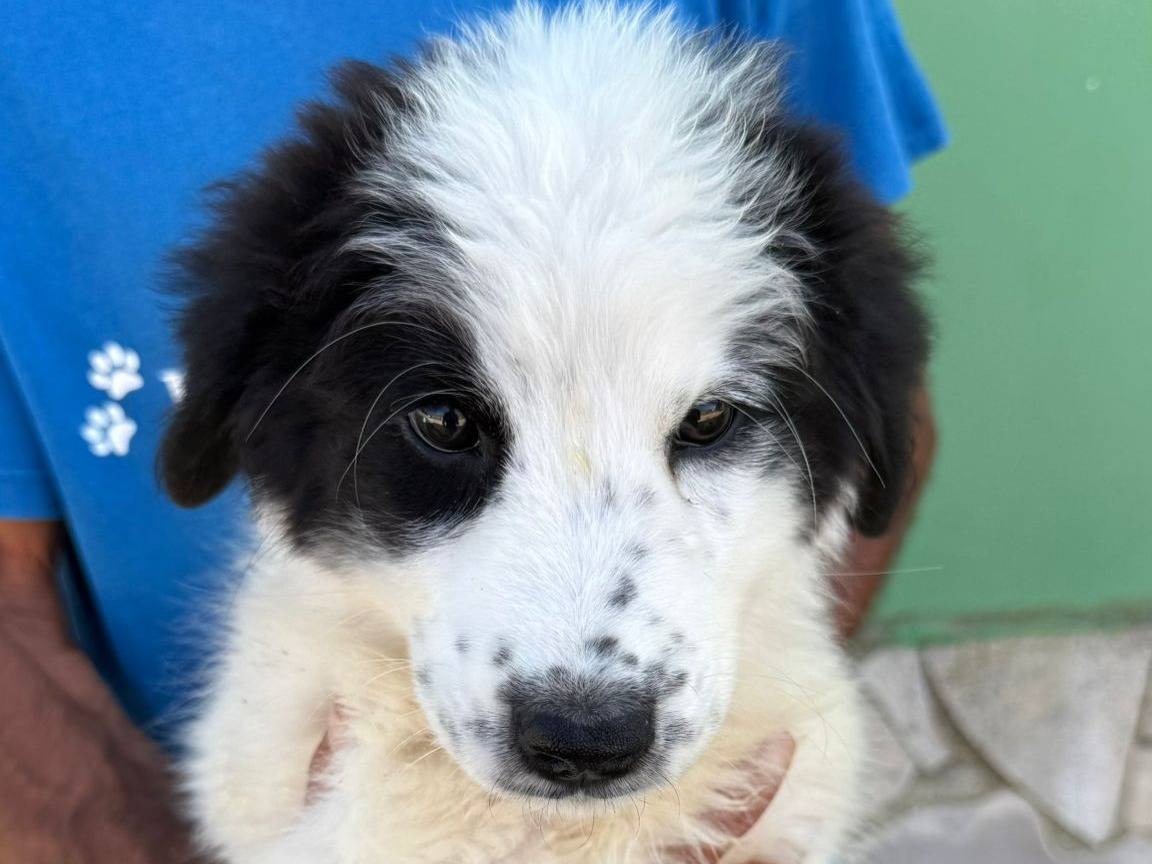 Vuoi adottare un cane a Matera?