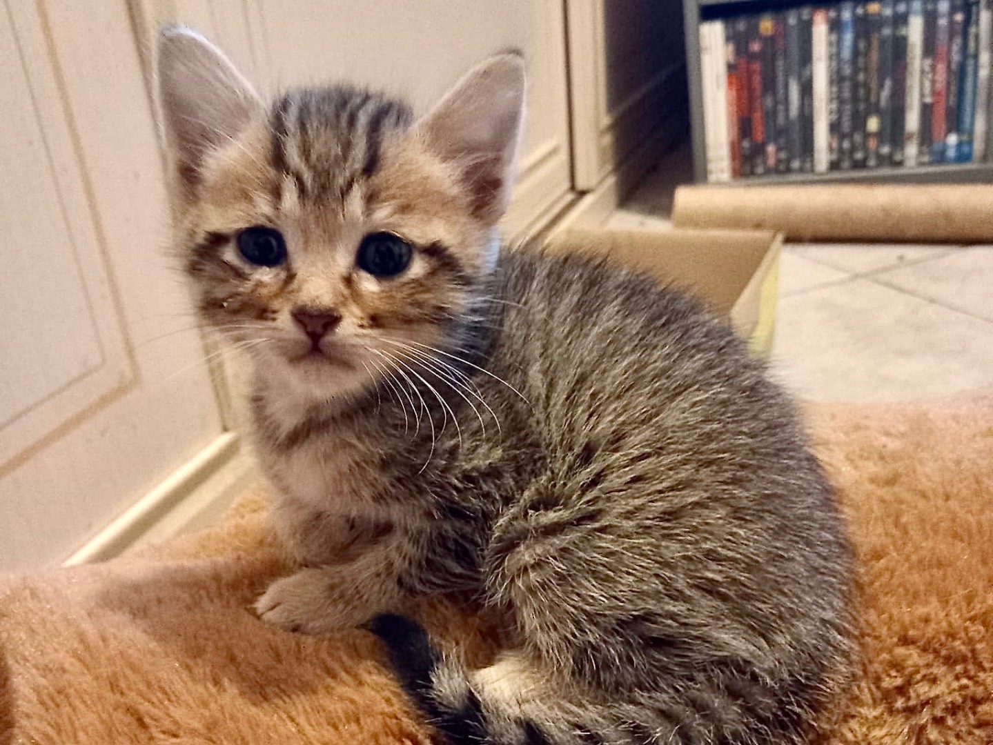 Adozione gatto, maschio, Razza sconosciuta Razza sconosciuta, 1 mesi, taglia non valida, Latina
