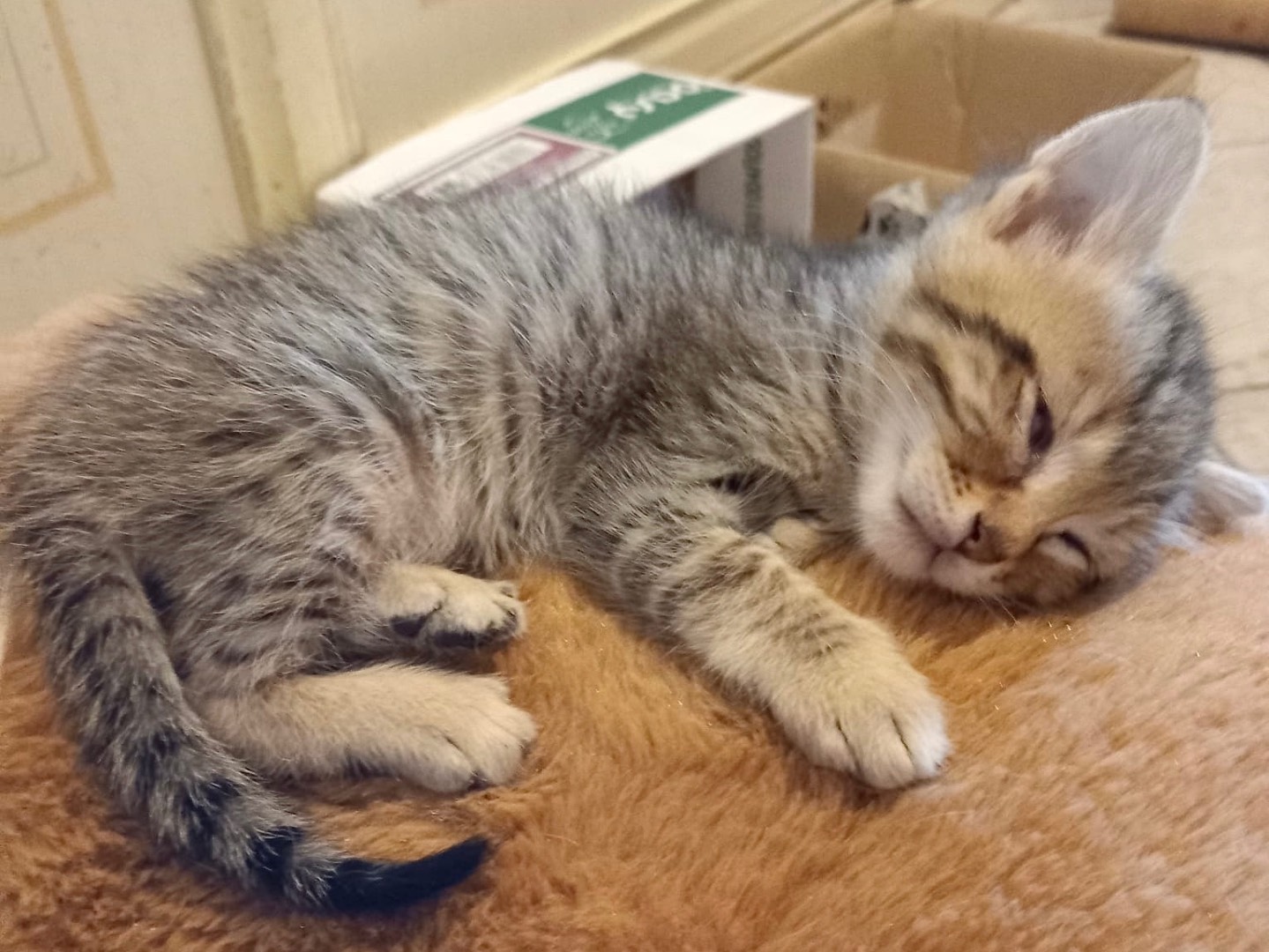 Adotta un gatto, maschio, 1 mesi, Latina