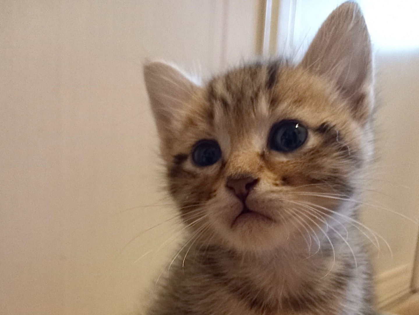 Adotta un gatto, taglia non valida, maschio, Latina