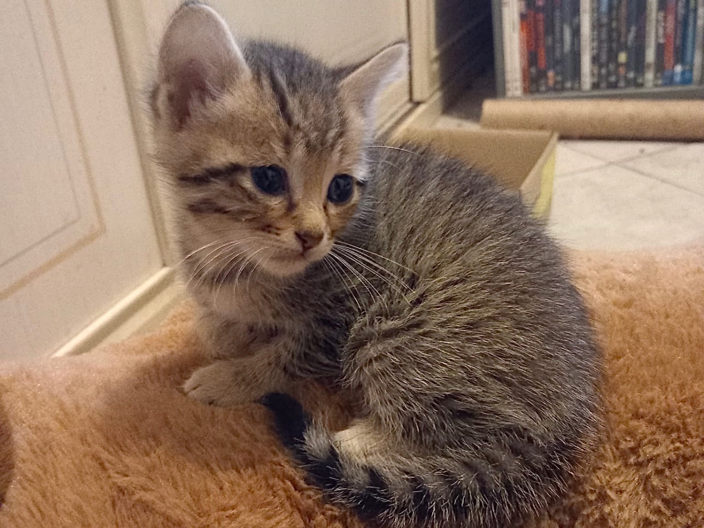 Vuoi adottare un gatto a Latina?
