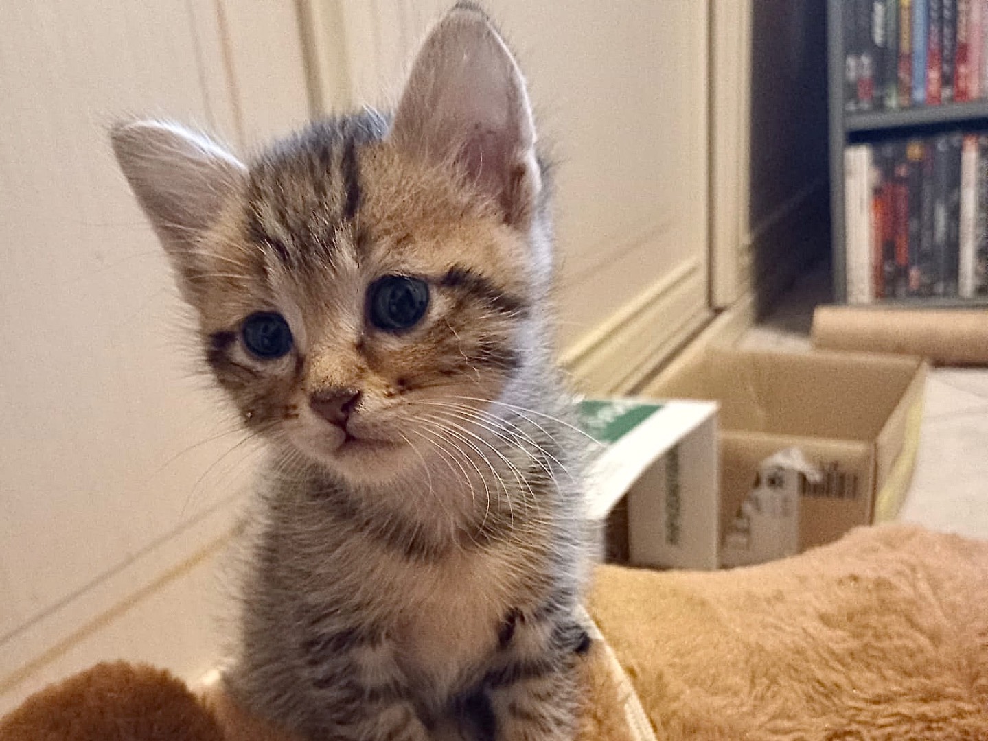 Adotta il gatto Eolo a Latina