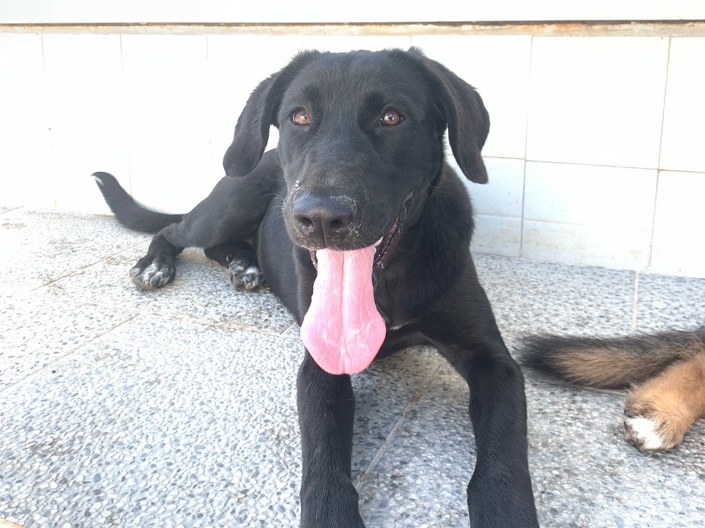 Adozione cane, femmina, Razza sconosciuta Razza sconosciuta, 8 mesi, taglia grande, Napoli