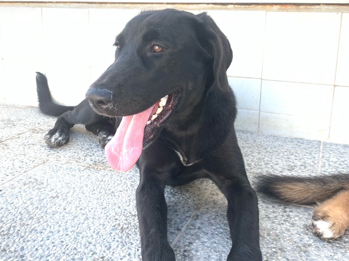 Adotta un cane, femmina, 8 mesi, Napoli