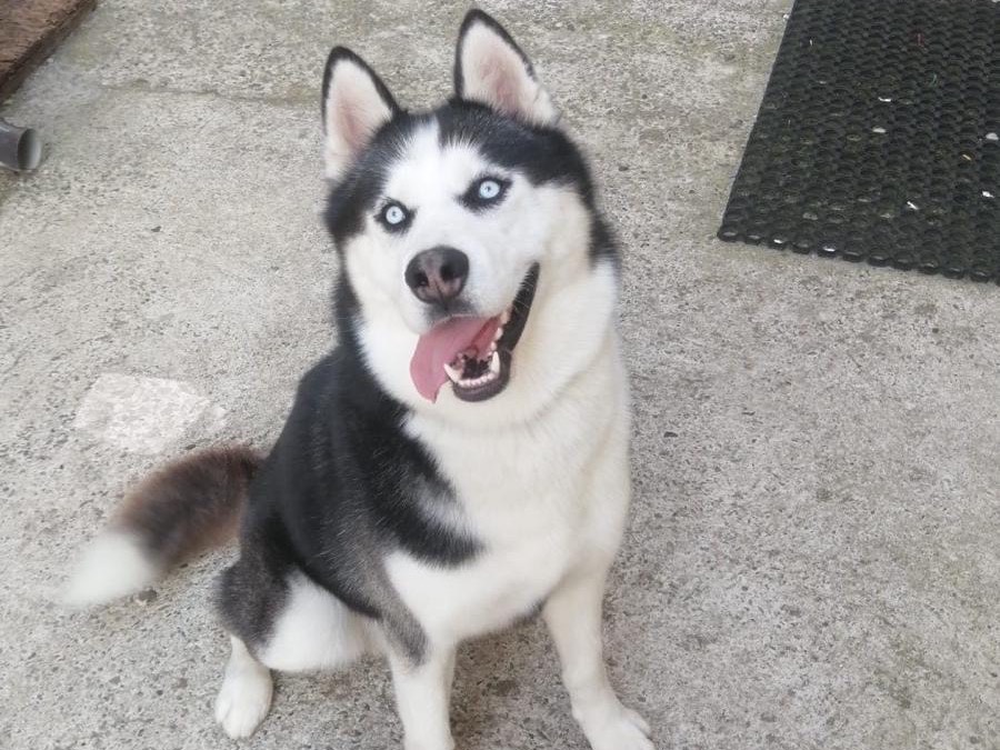 Adozione cane, maschio, Siberian Husky Razza sconosciuta, 6 anni e 8 mesi, taglia grande, Vibo