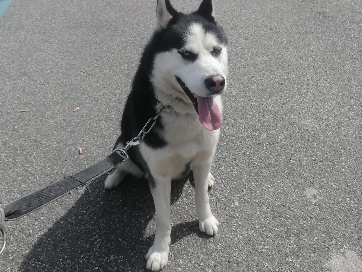 Adotta un cane, maschio, 6 anni e 8 mesi, Vibo