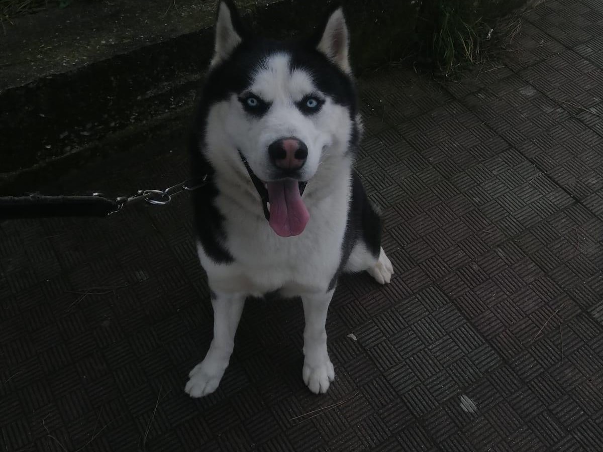 Adotta un cane, taglia grande, maschio, Vibo