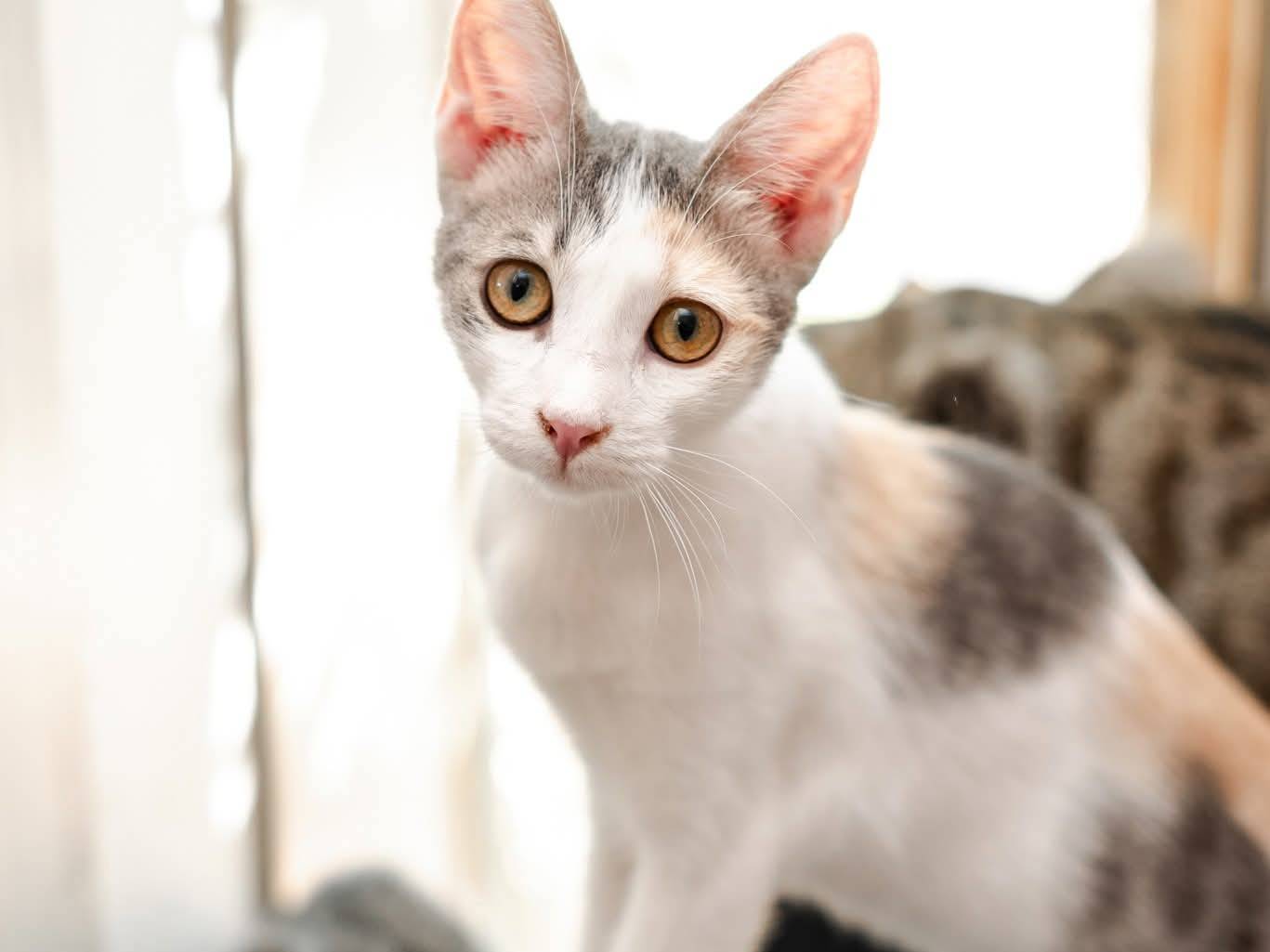 Adozione gatto, femmina, Razza sconosciuta Razza sconosciuta, 5 mesi, taglia non valida, Bari