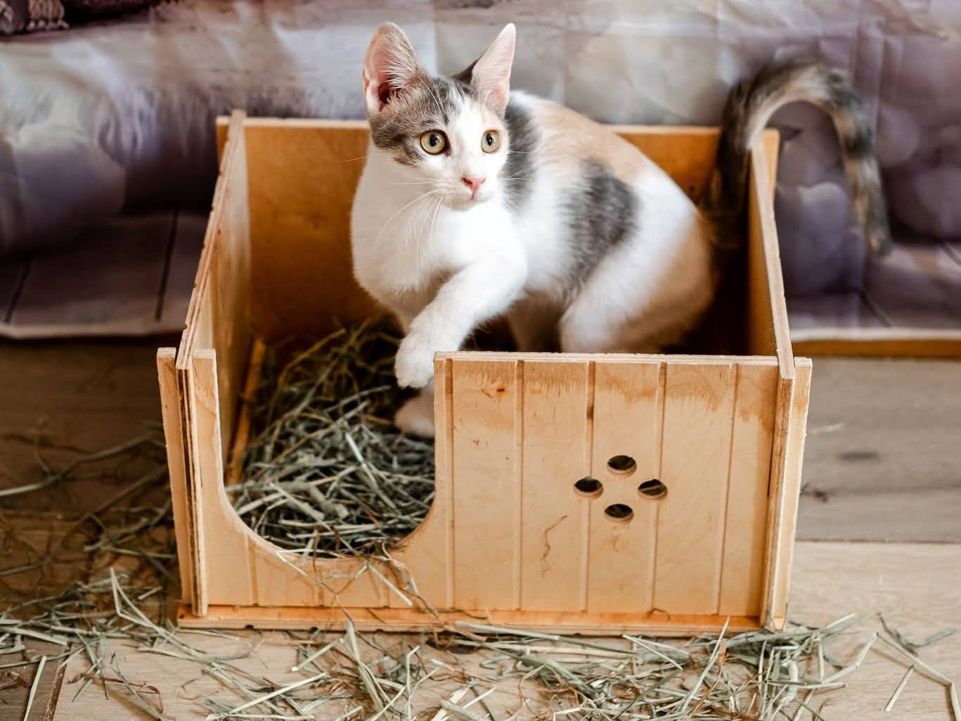 Adotta un gatto, femmina, 5 mesi, Bari