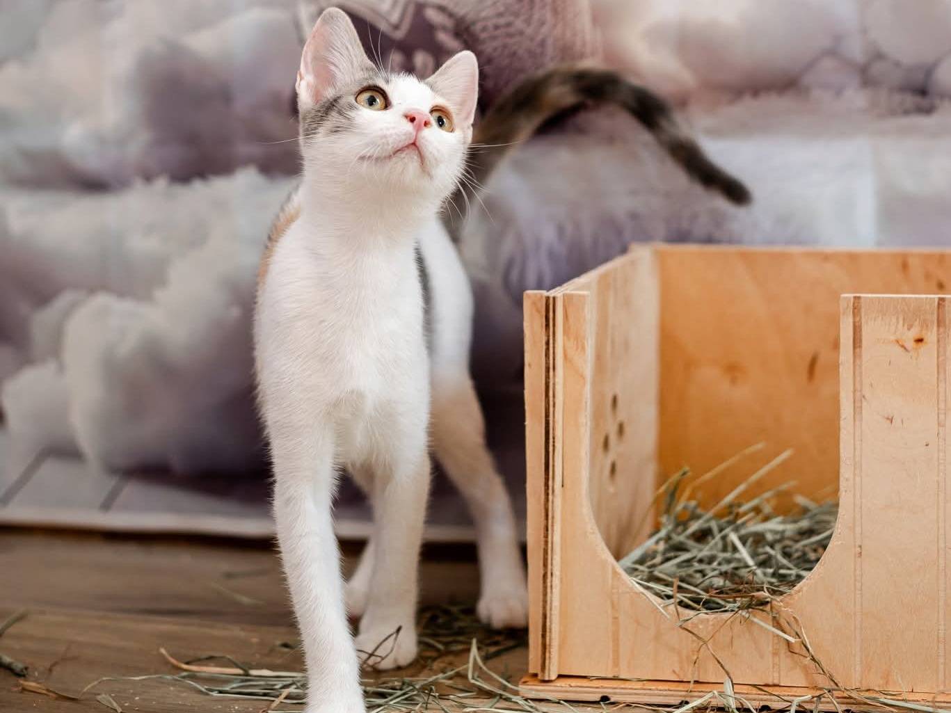 Adotta un gatto, taglia non valida, femmina, Bari