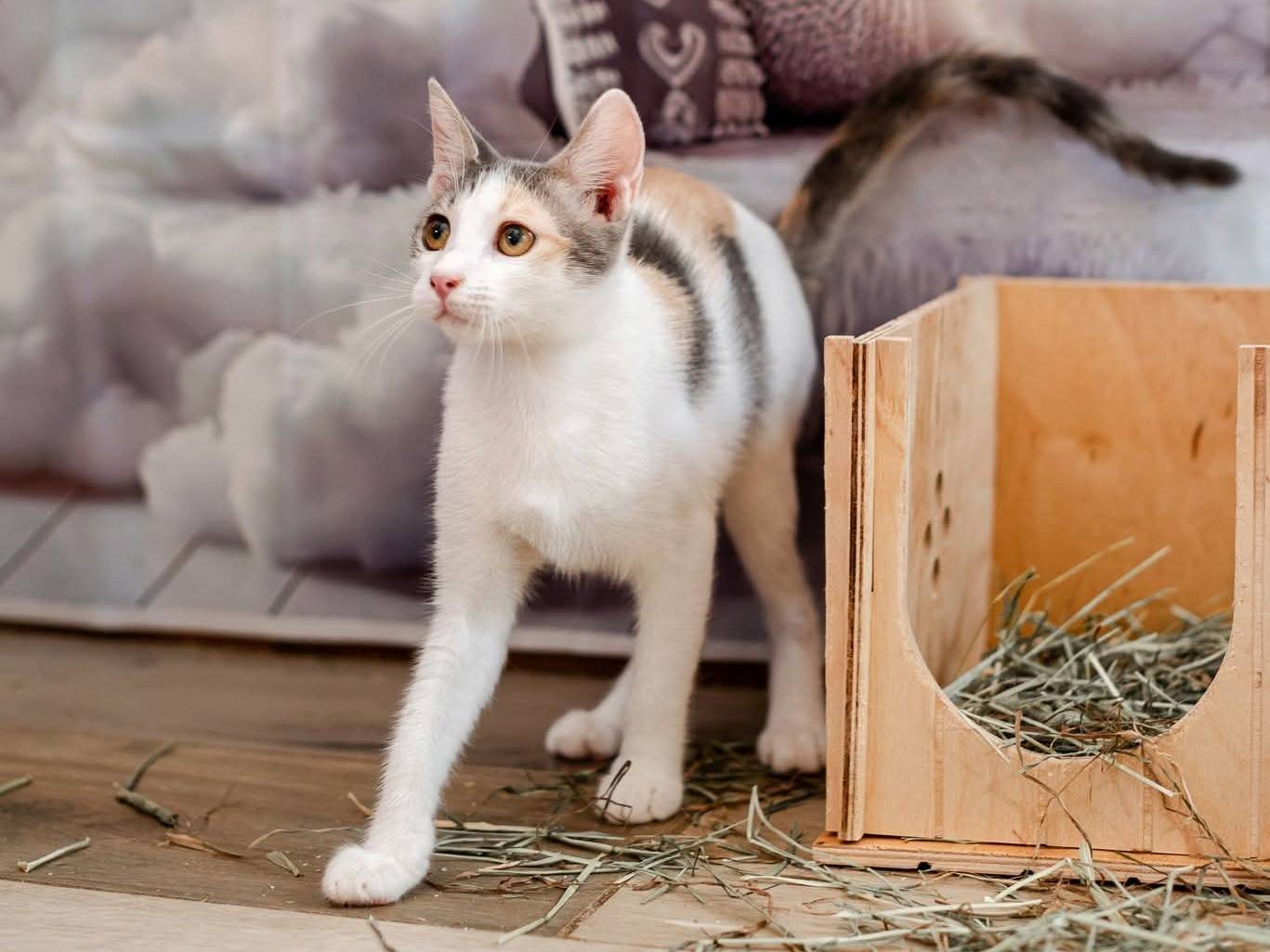 Vuoi adottare un gatto a Bari?