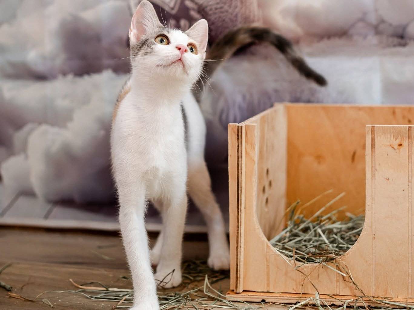 Adotta il gatto Clelia a Bari