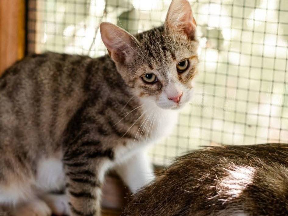 Vuoi adottare un gatto a Bari?