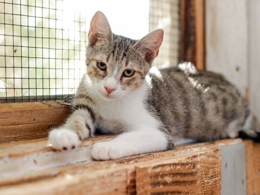 Adotta il gatto Rico a Bari