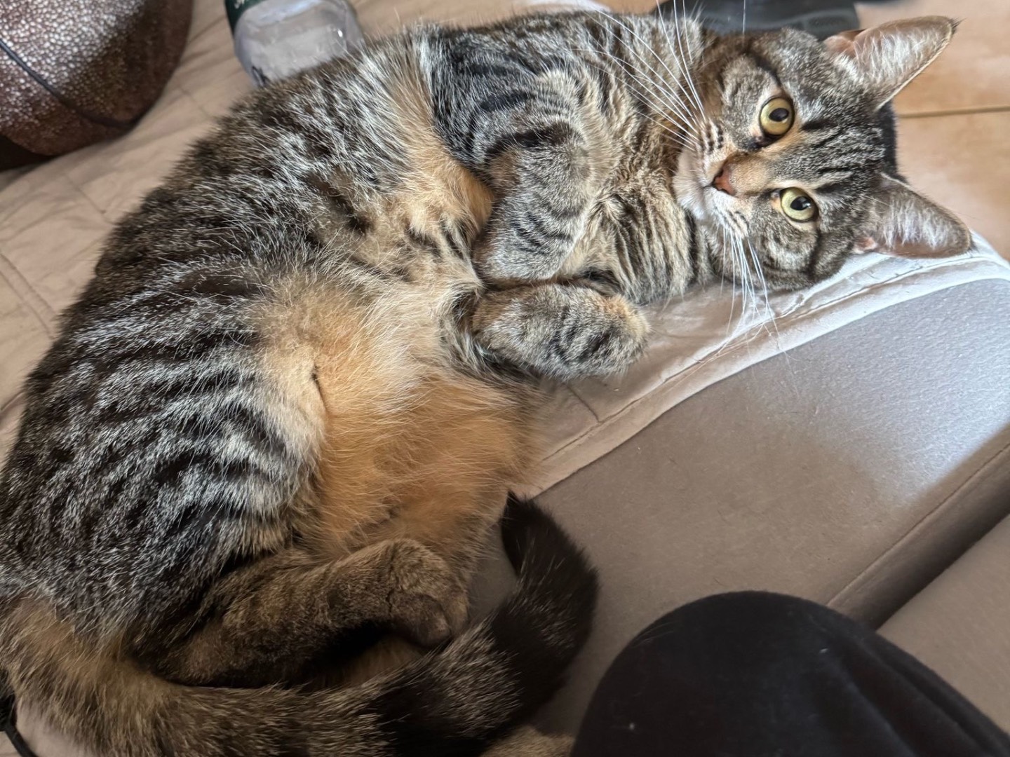 Adozione gatto, femmina, Maine Coon Razza sconosciuta, 5 anni e 7 mesi, taglia non valida, Modena