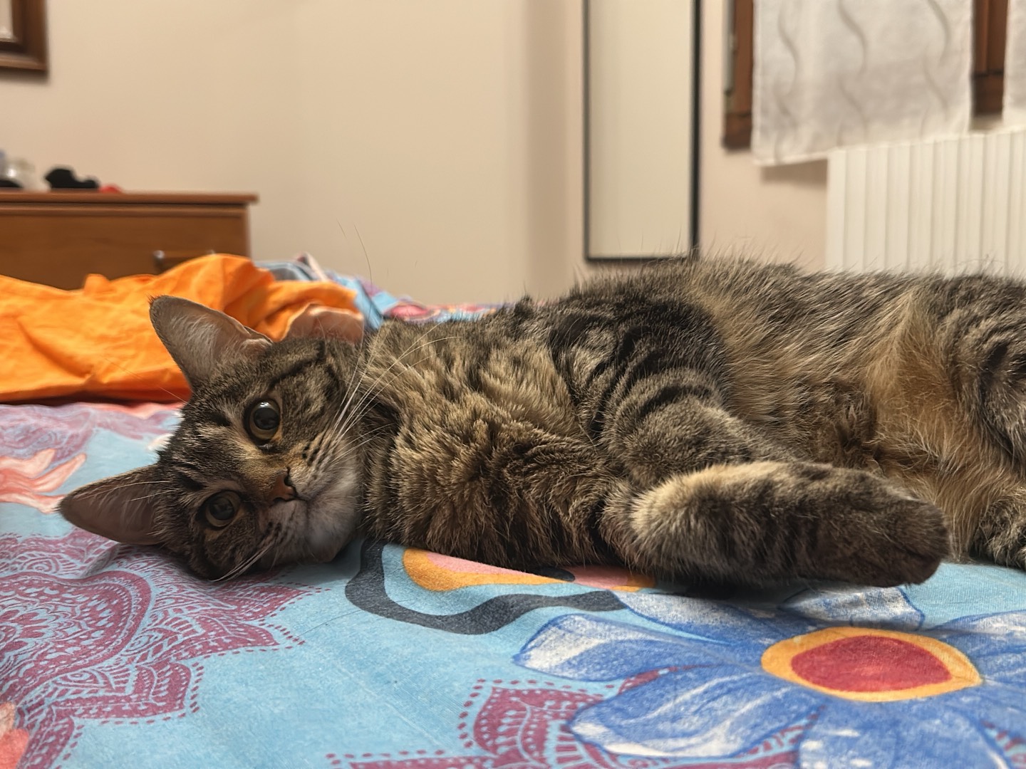 Adotta un gatto, femmina, 5 anni e 7 mesi, Modena