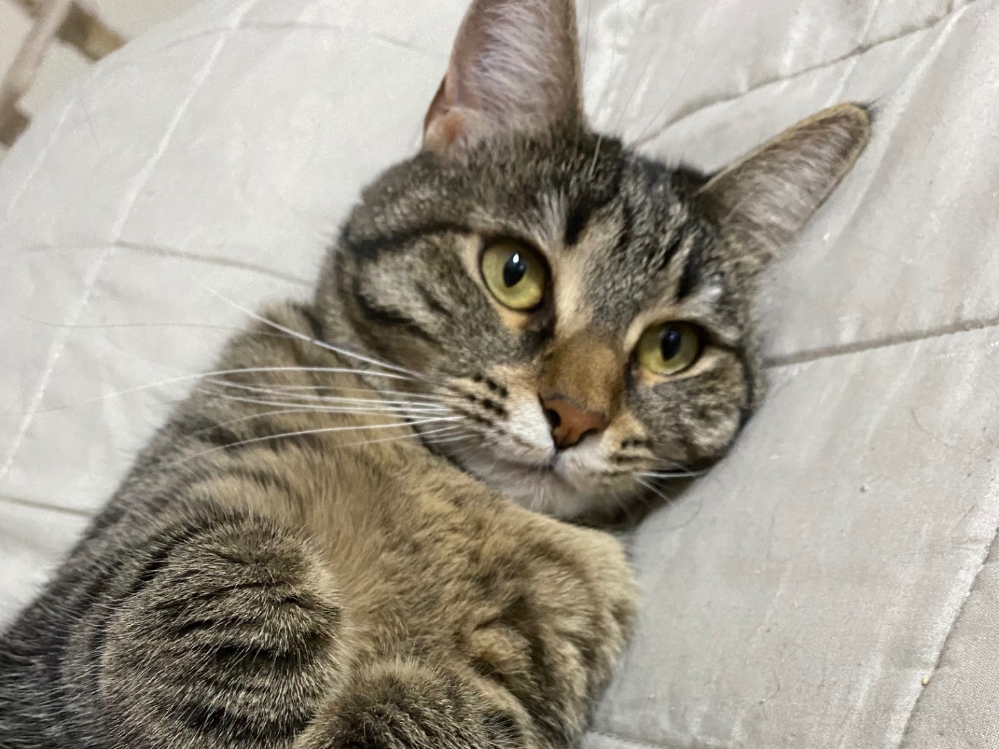 Adotta un gatto, taglia non valida, femmina, Modena