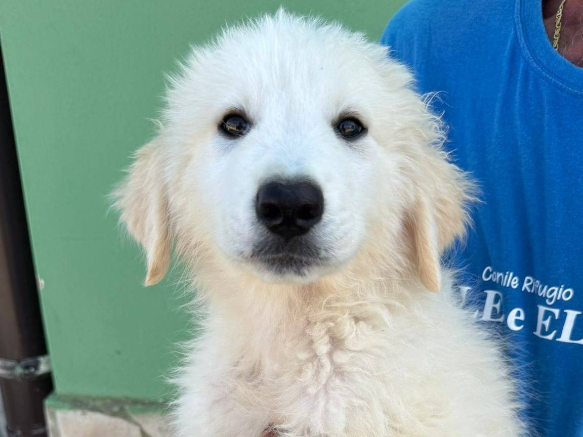 Adozione cane, maschio, Razza sconosciuta Razza sconosciuta, 2 mesi, taglia media, Matera