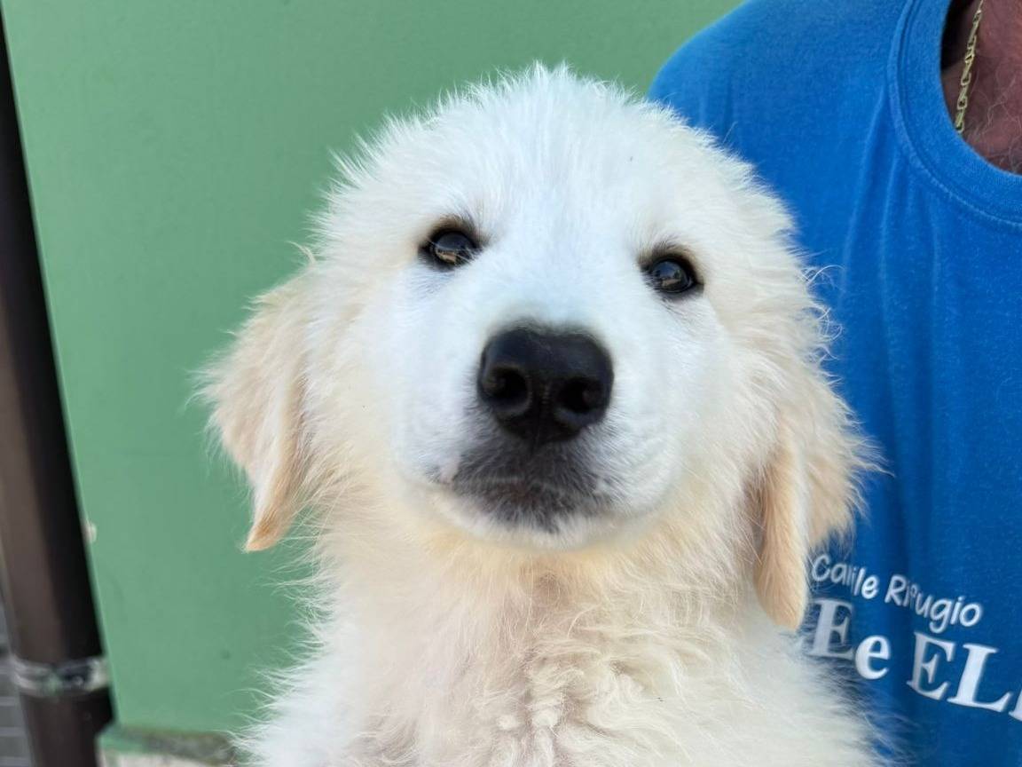 Adotta un cane, maschio, 2 mesi, Matera