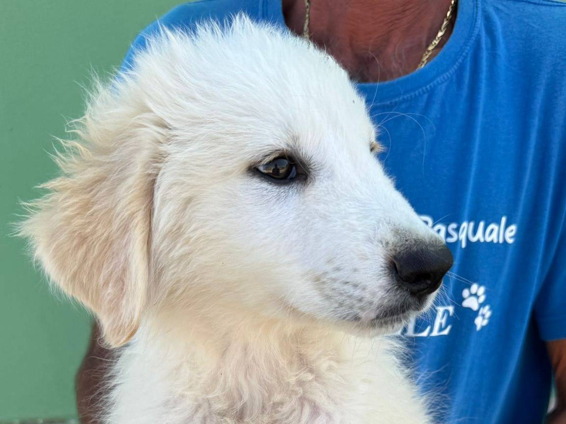 Adotta un cane, taglia media, maschio, Matera