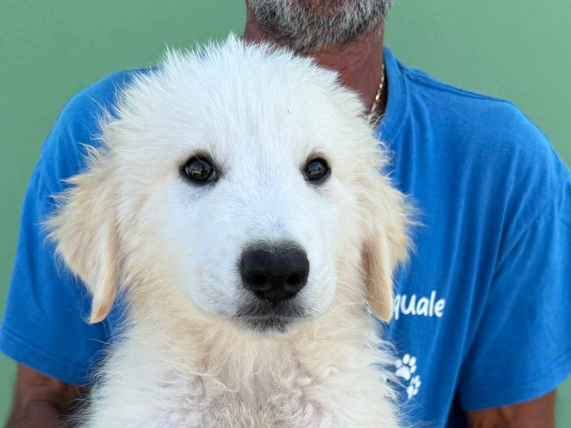 Vuoi adottare un cane a Matera?