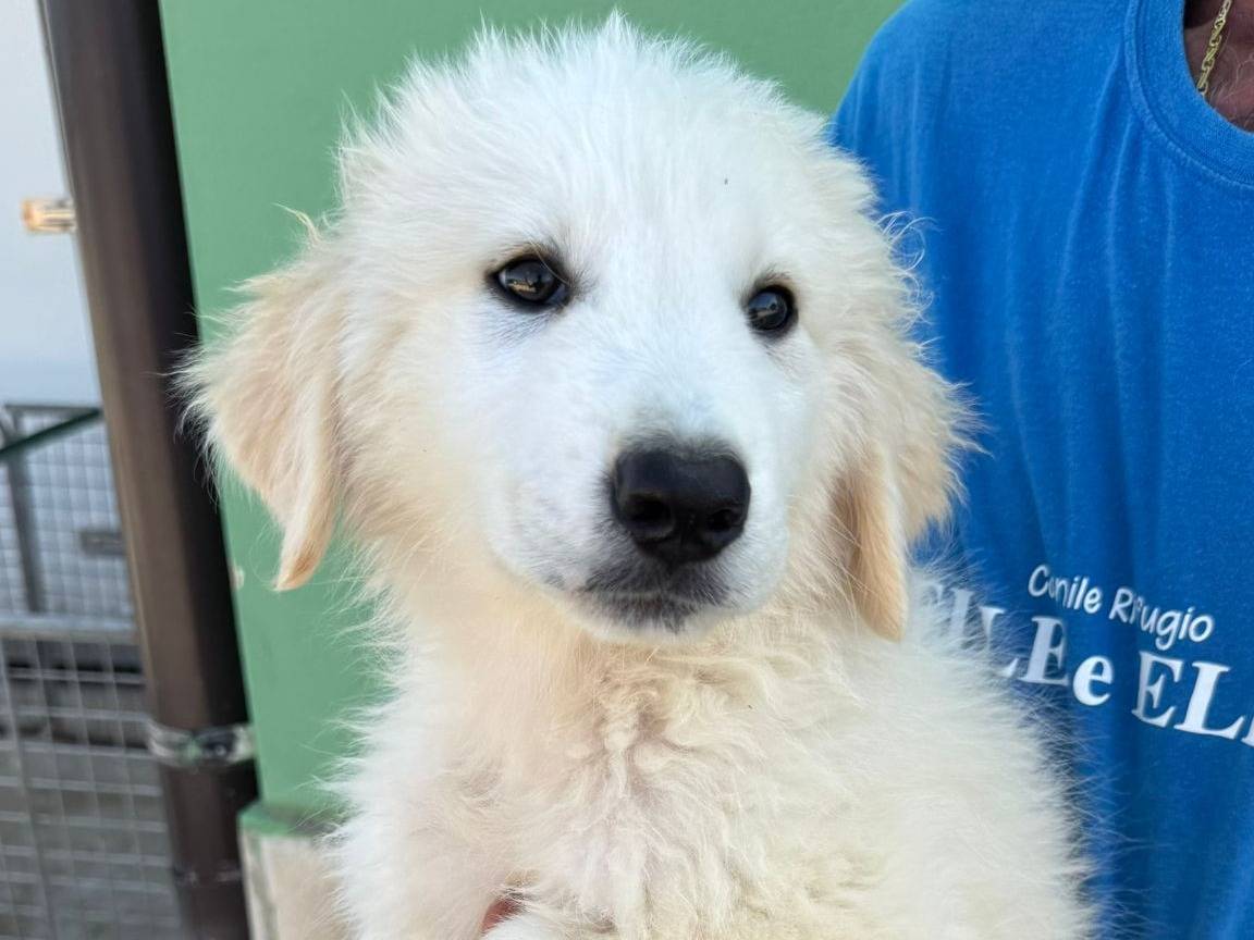 Adotta il cane Poldo a Matera