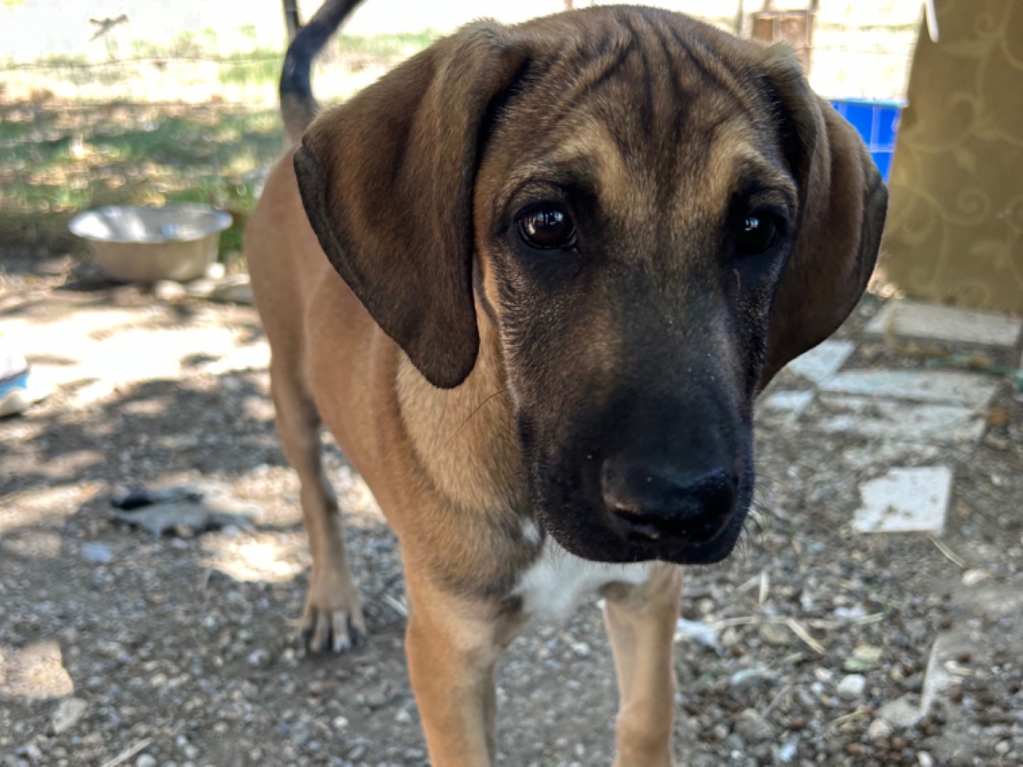 Adozione cane, maschio, Segugio Razza sconosciuta, 4 mesi, taglia media, Matera