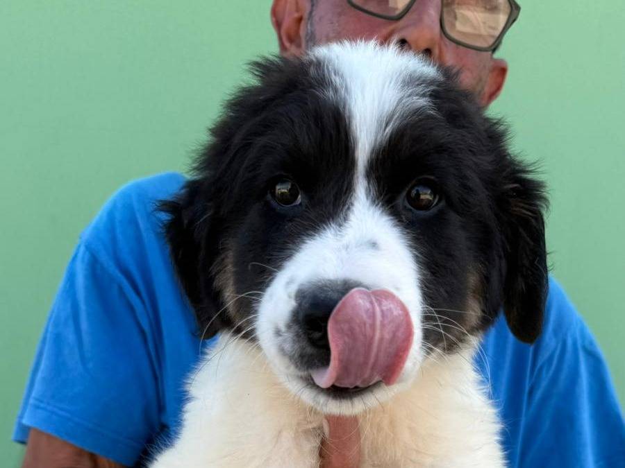 Adozione cane, maschio, Razza sconosciuta Razza sconosciuta, 3 mesi, taglia media, Matera